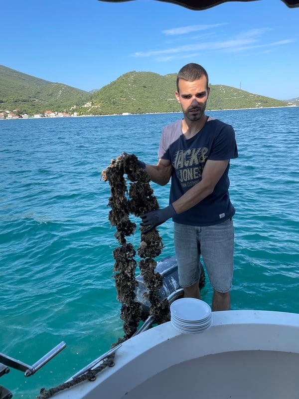 Oyster Farm